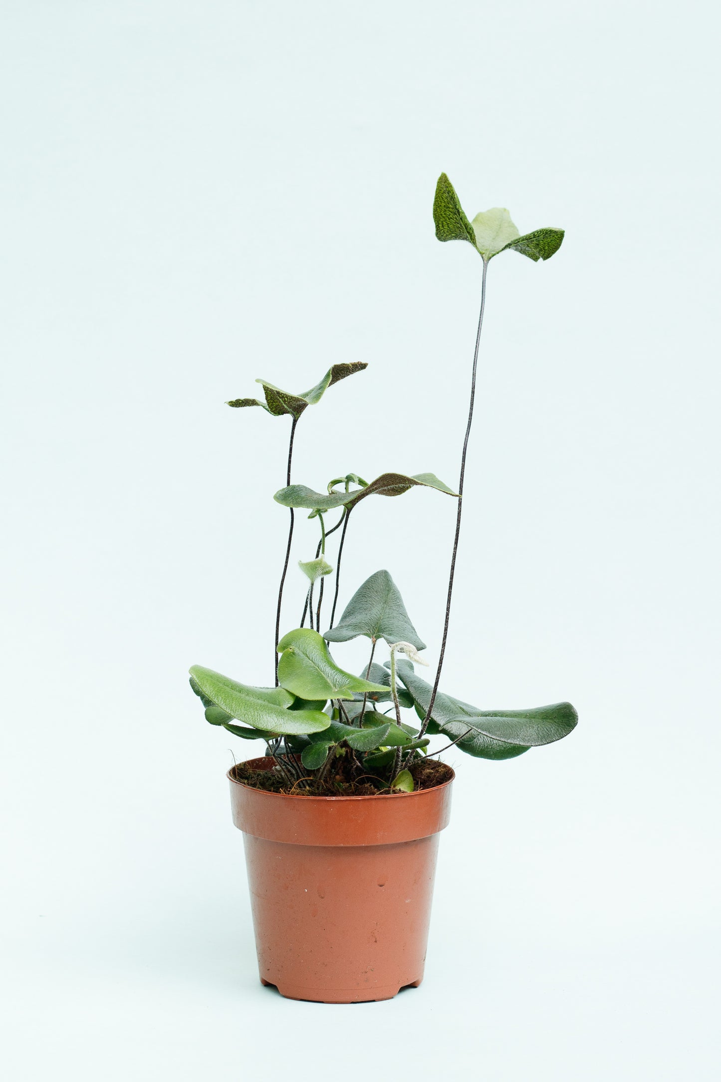 Hemionitis Arifolia ‘Herzfarn’