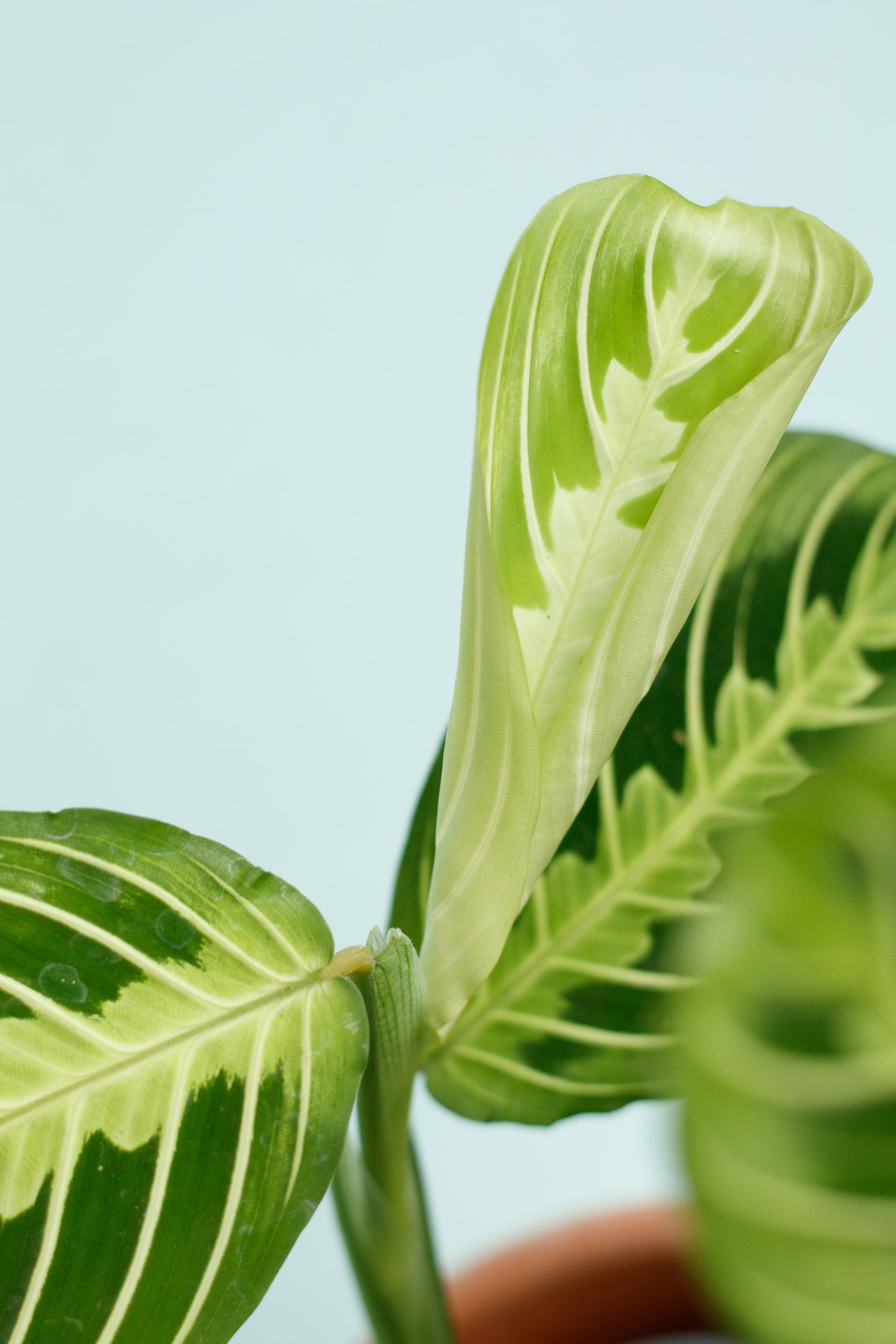 Maranta ‘Lemon Lime’