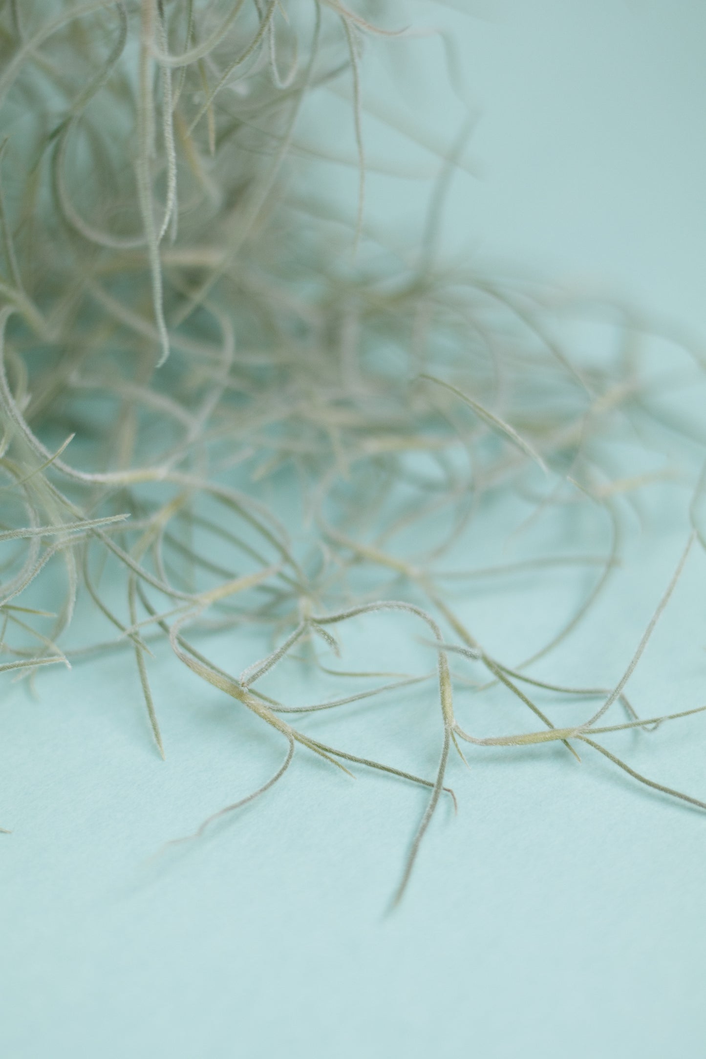 Tillandsia usneoides – Spanisches Moos