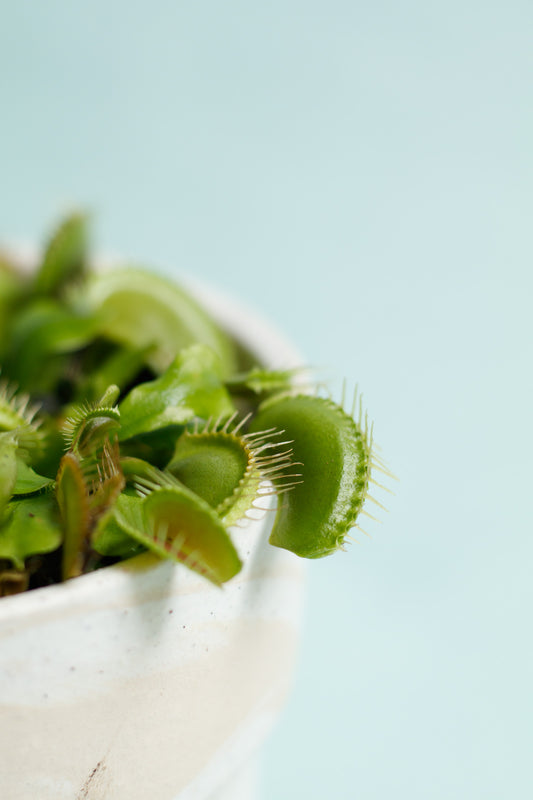 Dionaea muscipula 'Venusfliegenfalle'