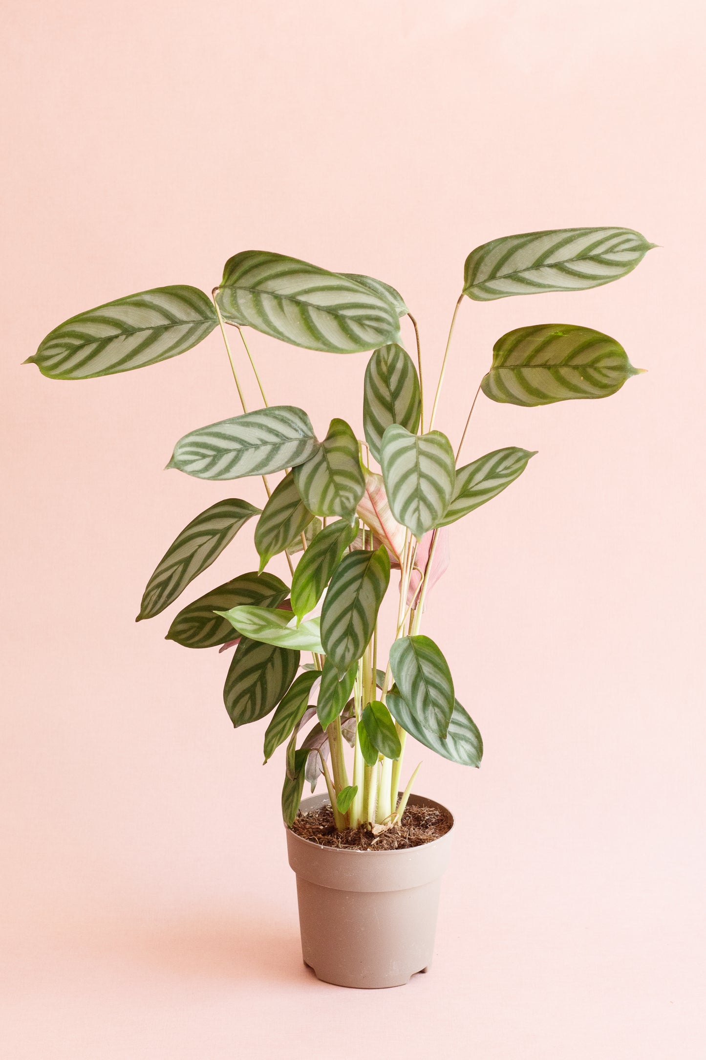Calathea Oppenheimiana