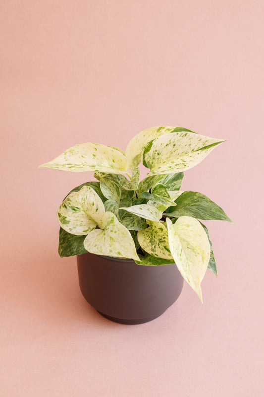 Epipremnum ‘Marble Queen’