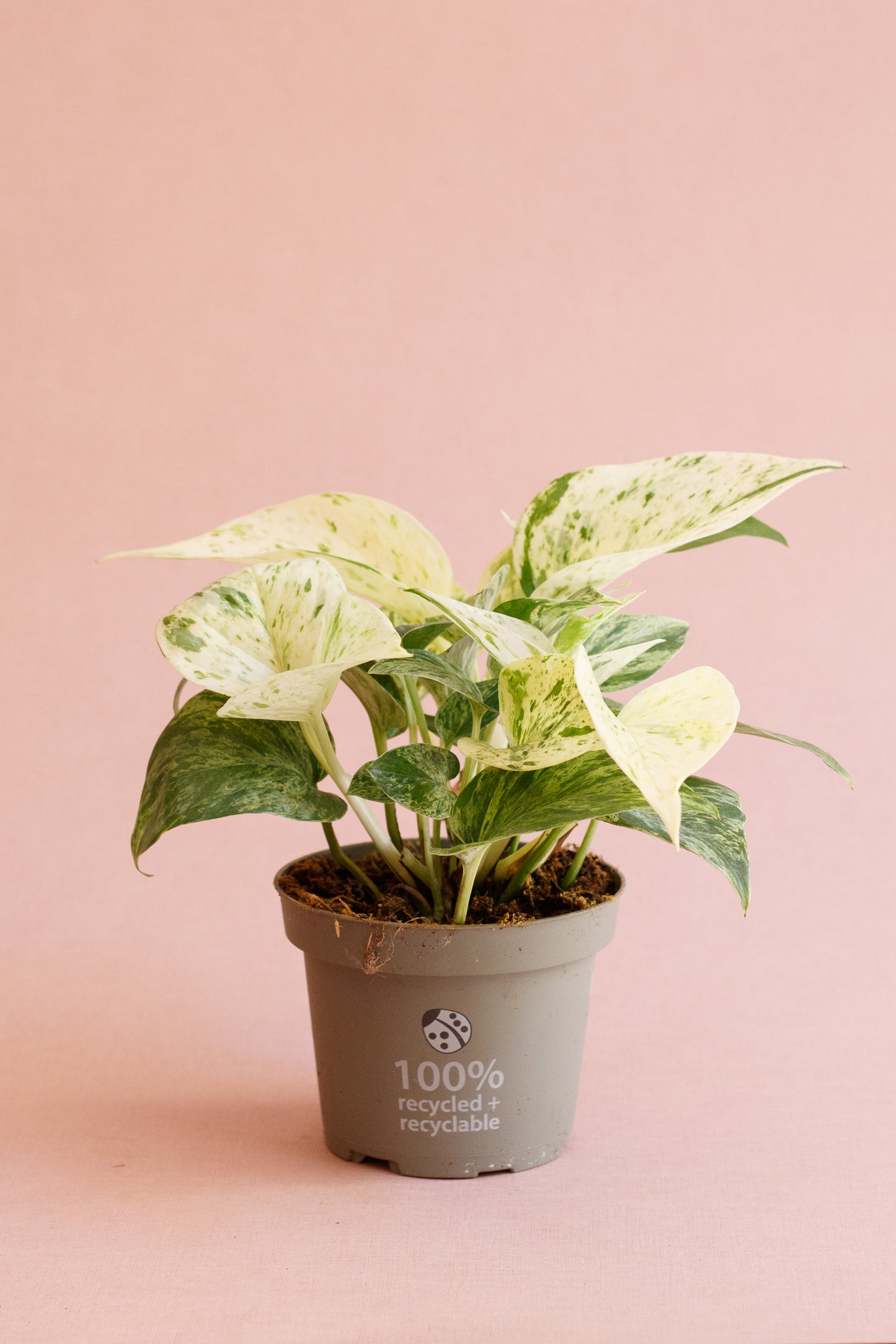 Epipremnum ‘Marble Queen’