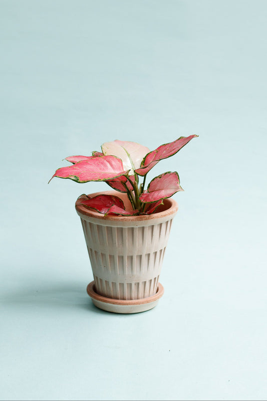 Aglaonema ‘Pinky Promise’