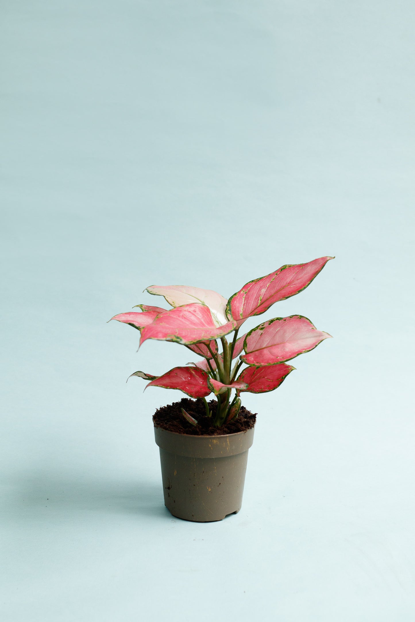 Aglaonema ‘Pinky Promise’