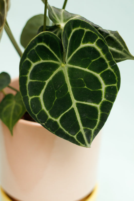 Anthurium Clarinervium