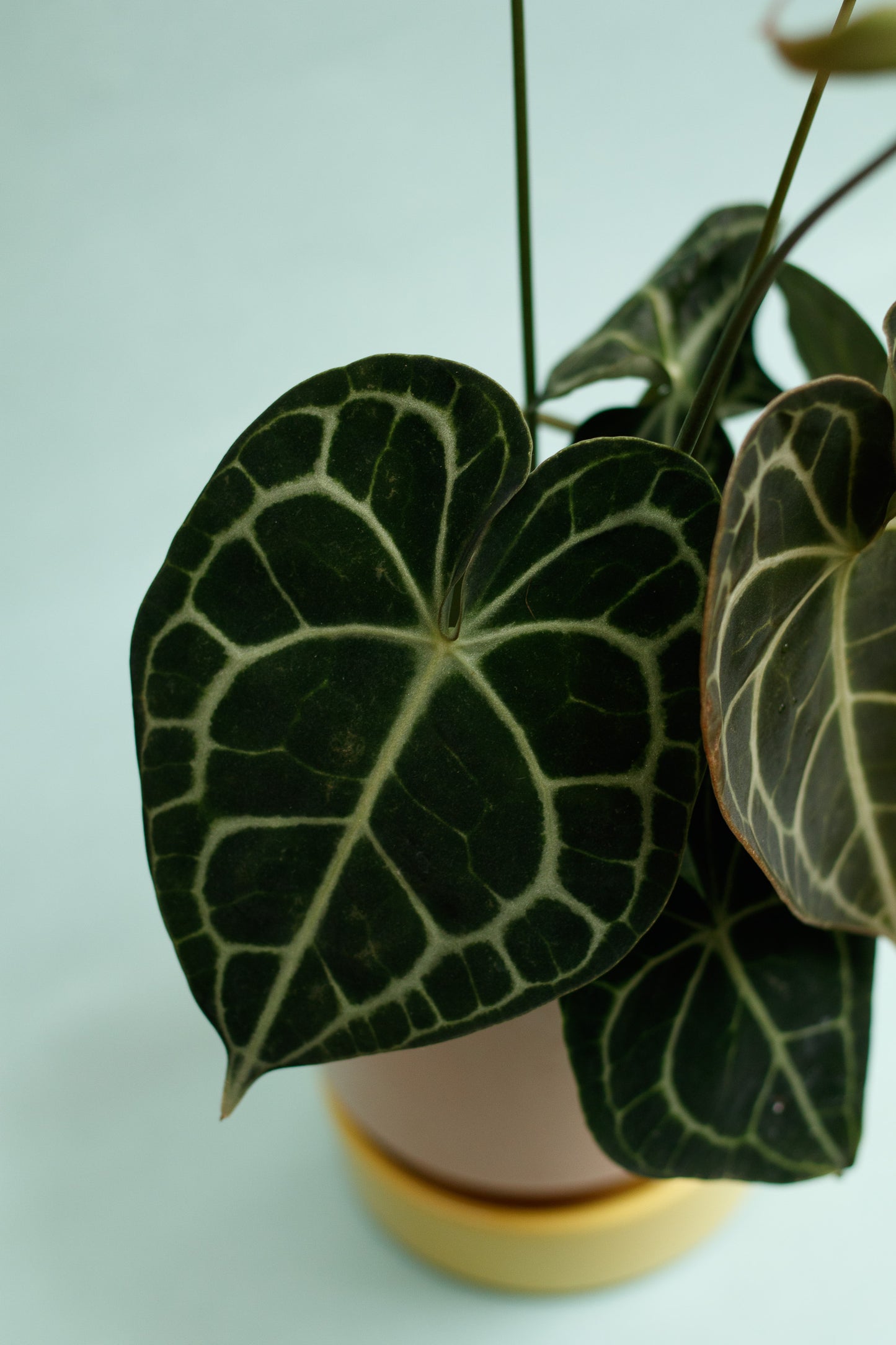Anthurium Clarinervium