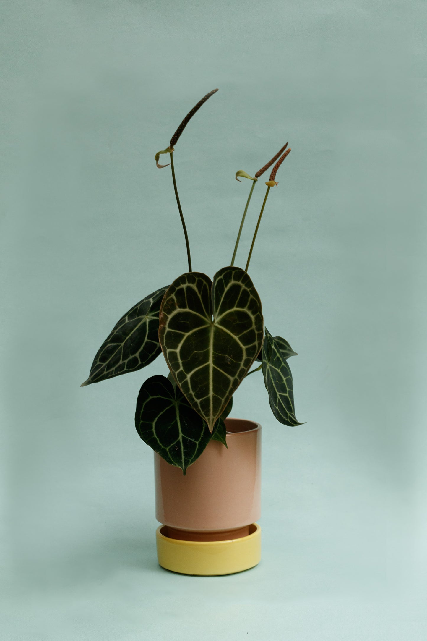 Anthurium Clarinervium