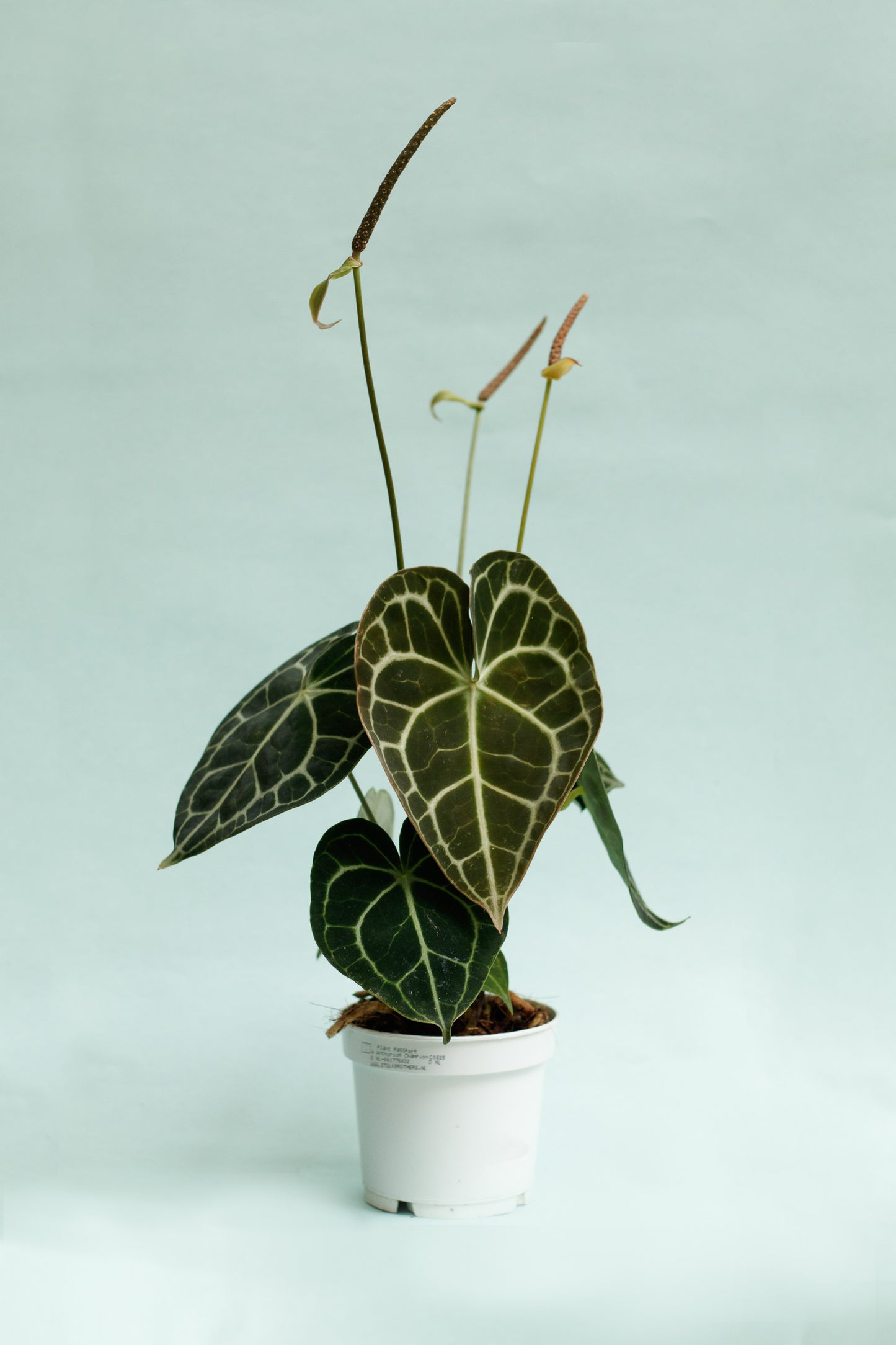 Anthurium Clarinervium