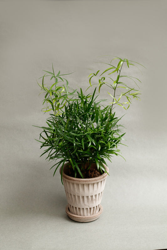 Asparagus Falcatus