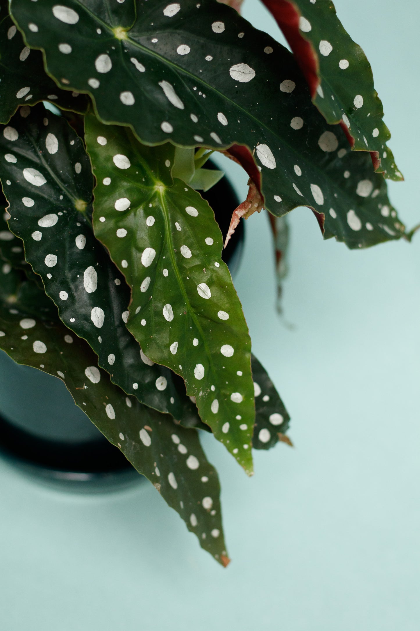 Begonia Maculata