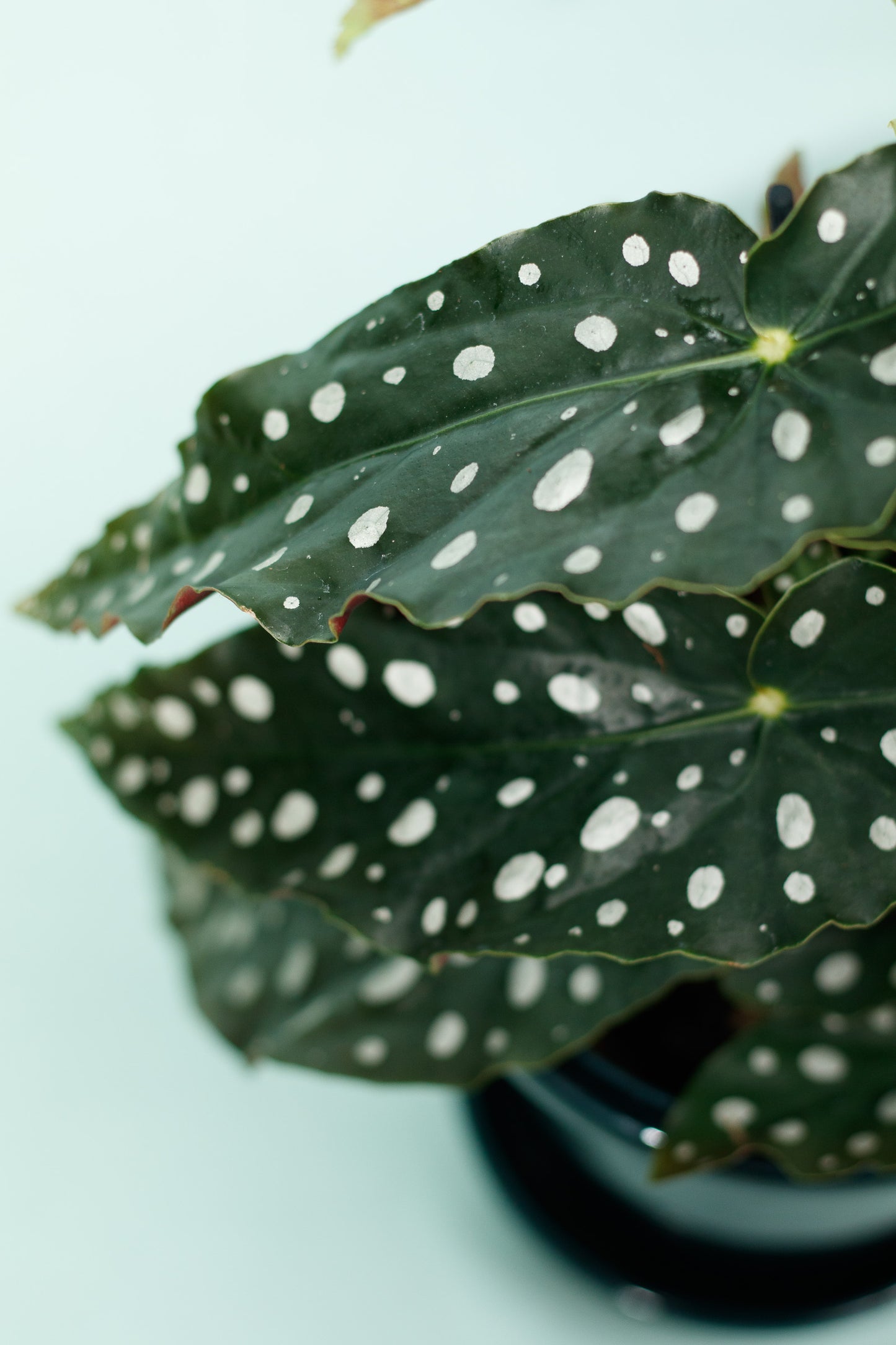 Begonia Maculata