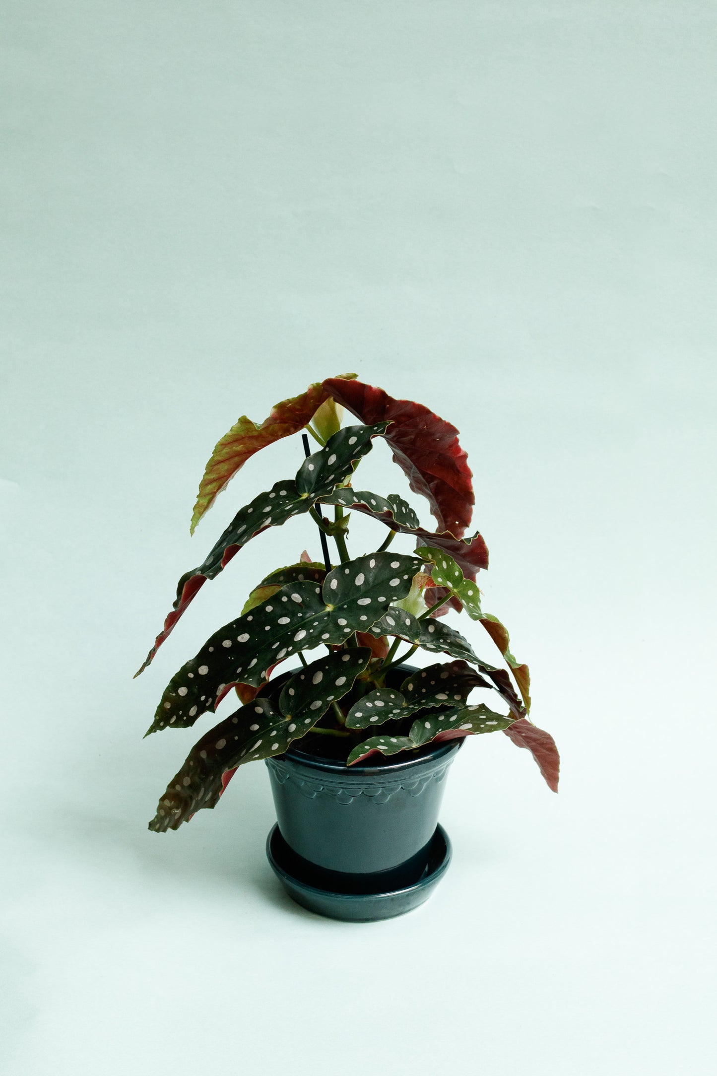 Begonia Maculata