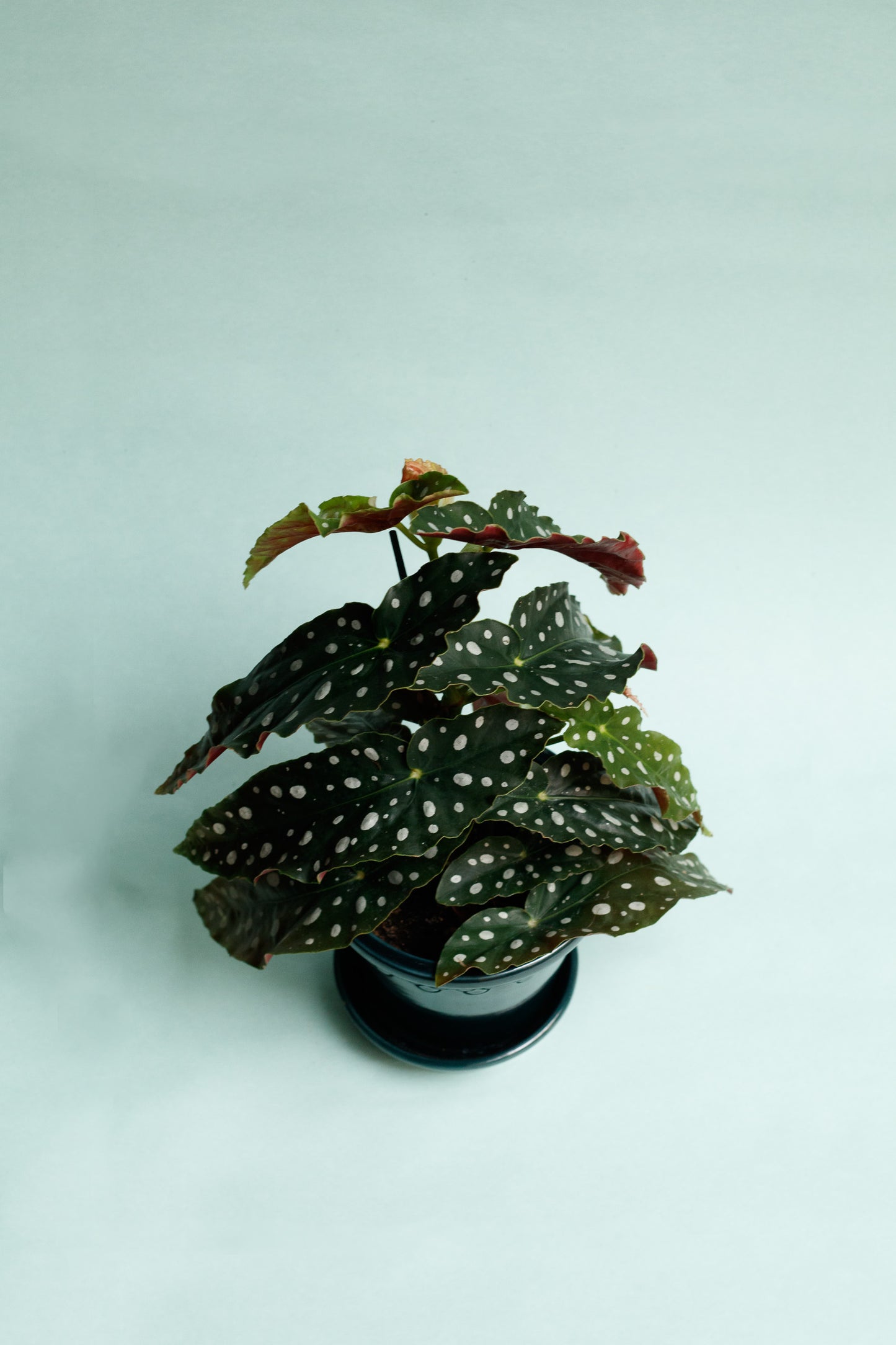 Begonia Maculata