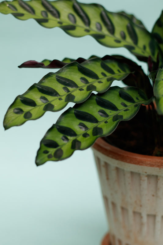 Calathea Lancifolia