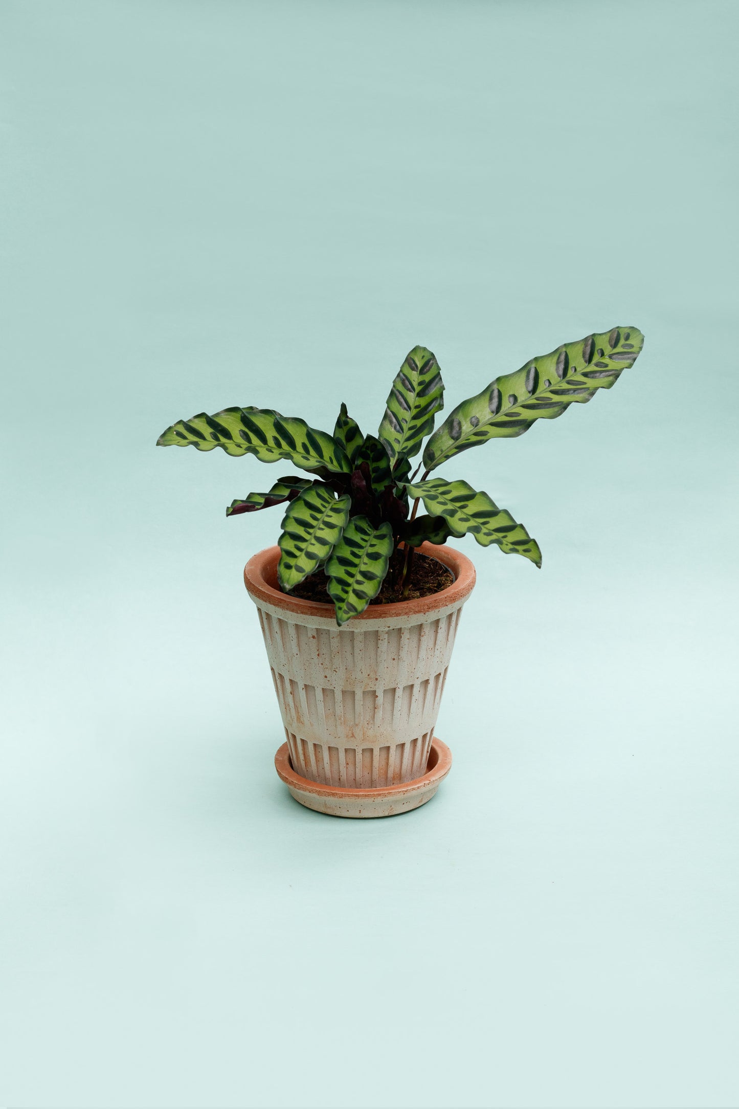 Calathea Lancifolia