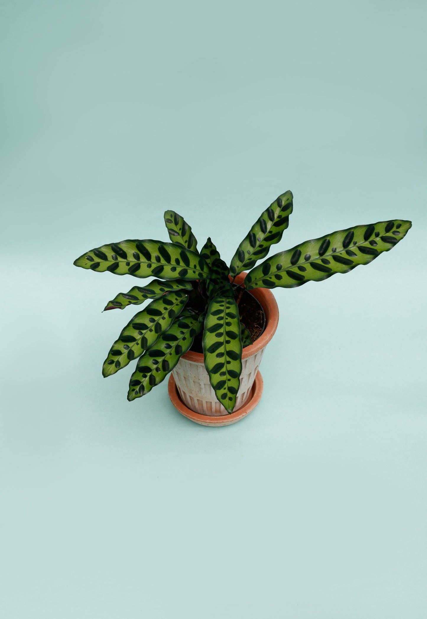 Calathea Lancifolia