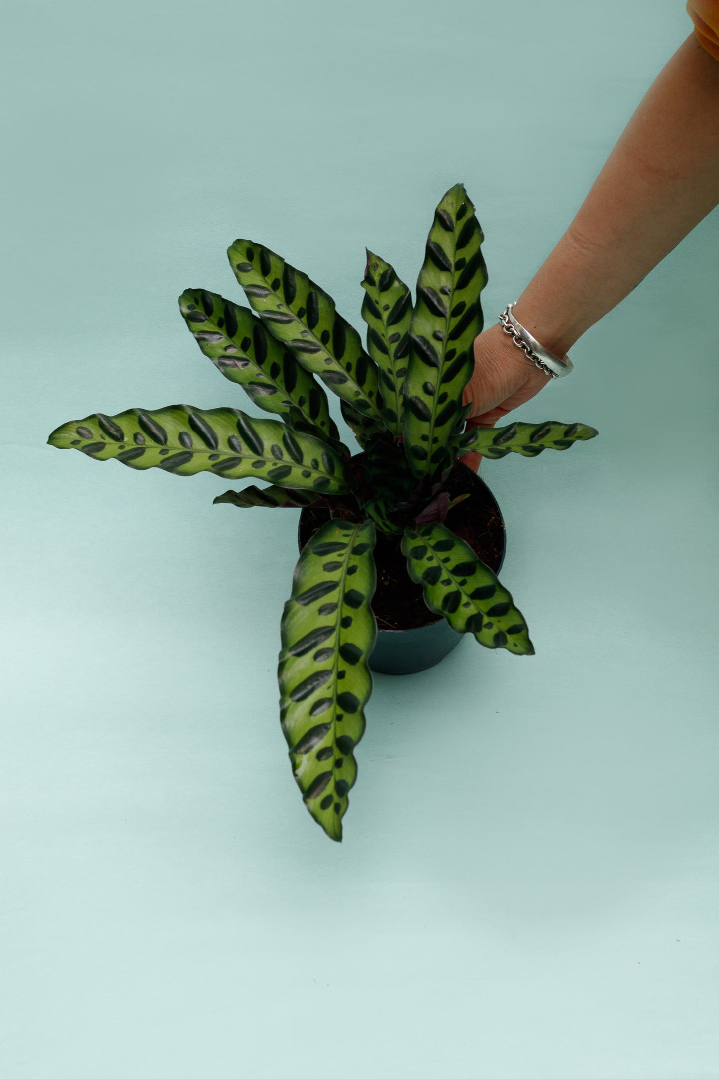 Calathea Lancifolia