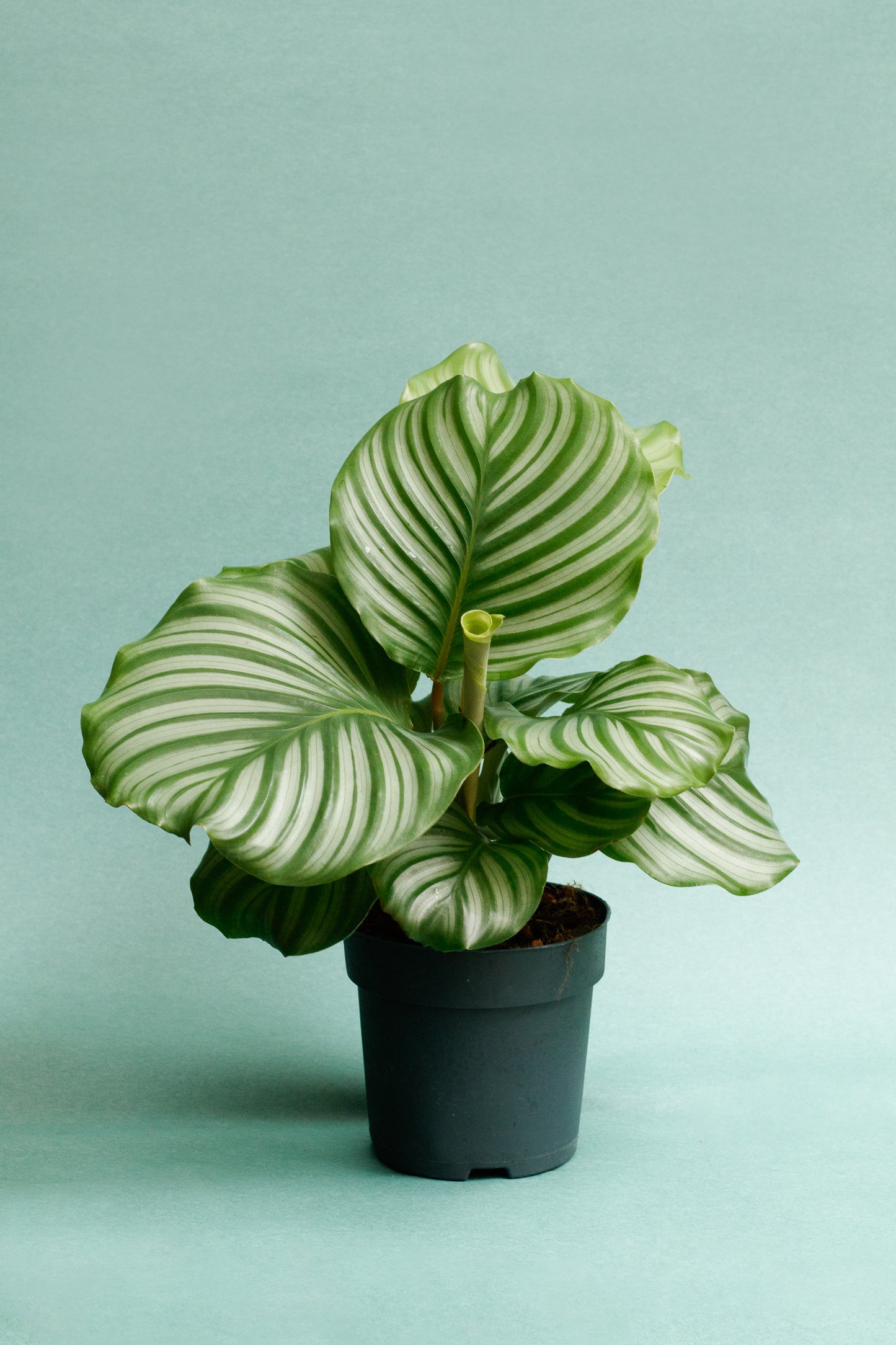 Calathea Orbifolia