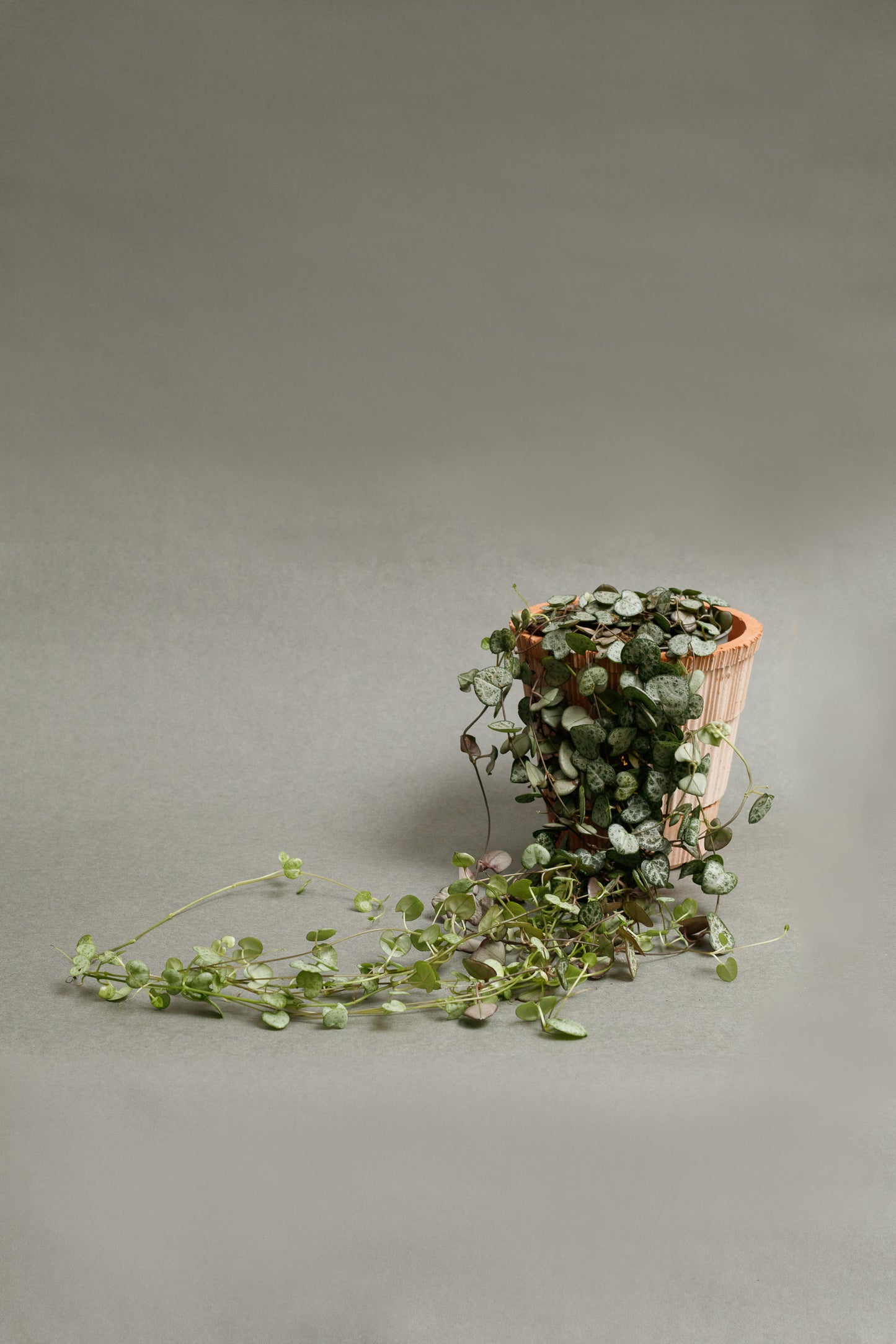 Ceropegia woodii „String of Hearts“