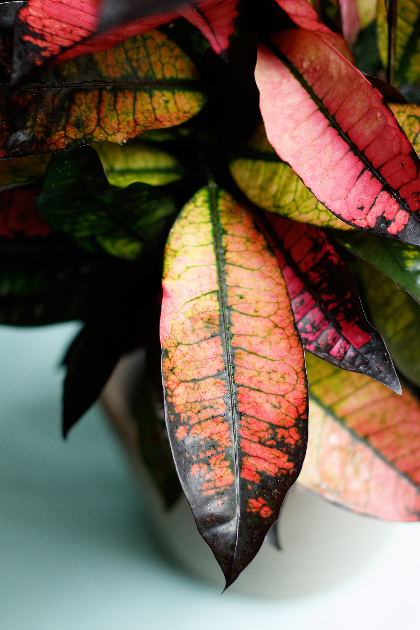 Codiaeum variegatum ‘Mrs. Iceton’ (Nur Abholung im Store)