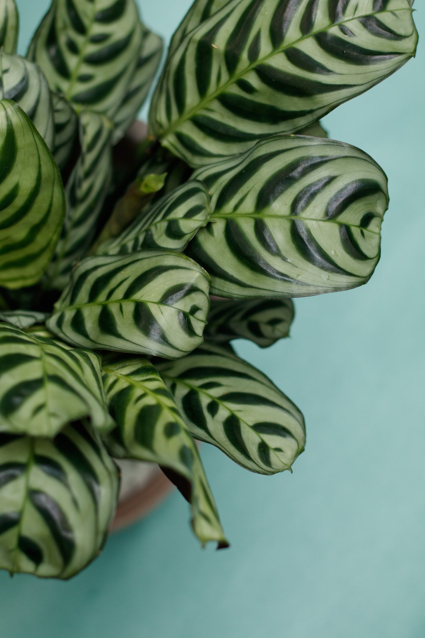 Ctenanthe Burle-Marxii