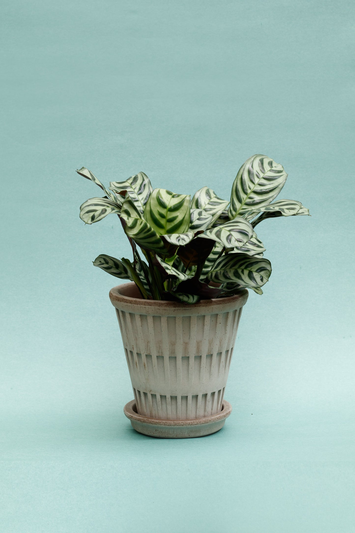 Ctenanthe Burle-Marxii