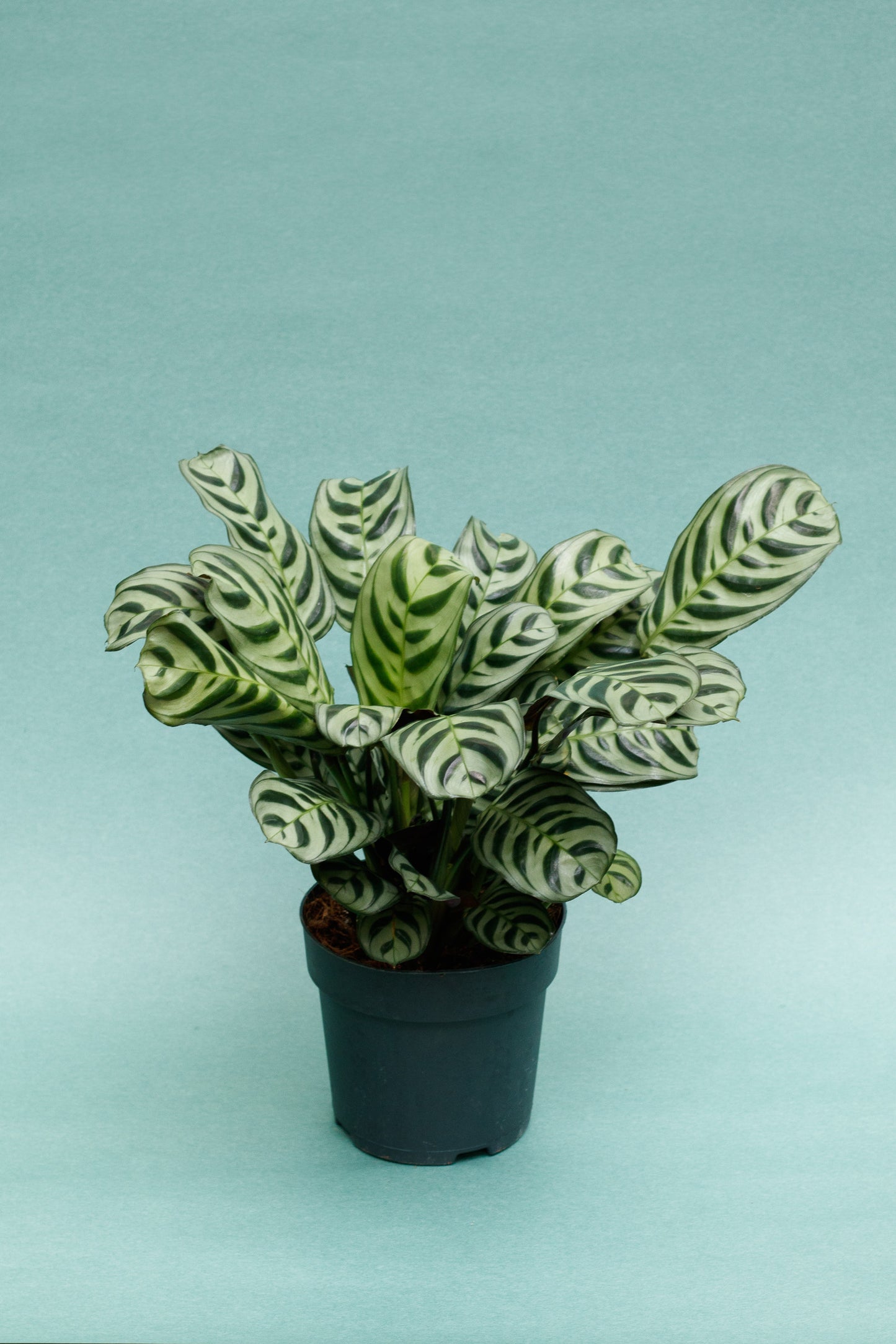 Ctenanthe Burle-Marxii