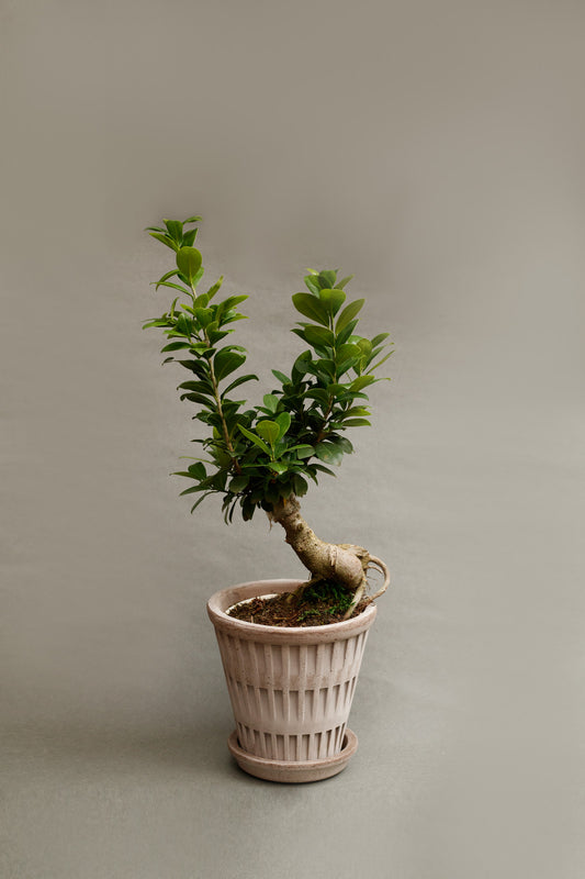 Ficus Ginseng Bonsai