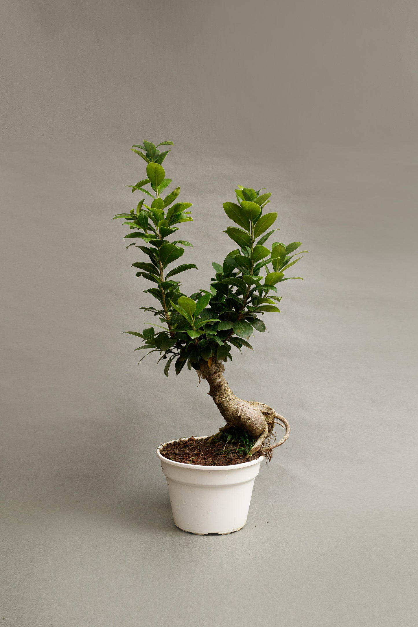 Ficus Ginseng Bonsai
