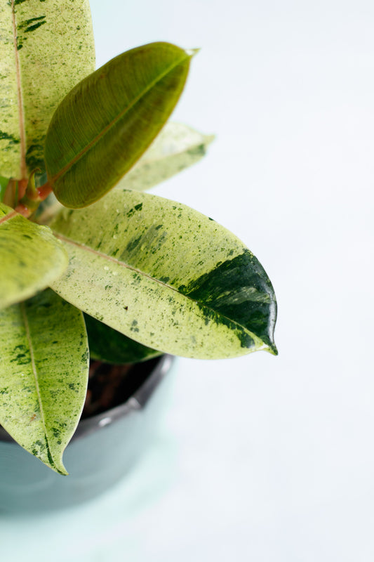 Ficus Shivereana 'Moonshine'