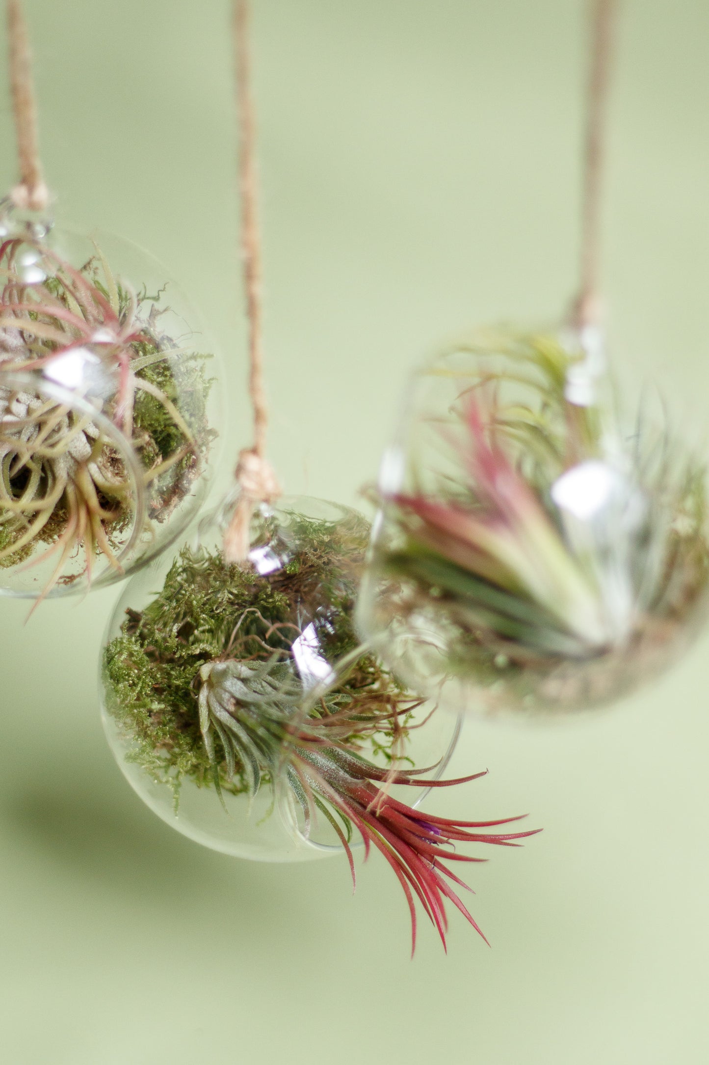Tillandsia im Glaskugel-Terrarium