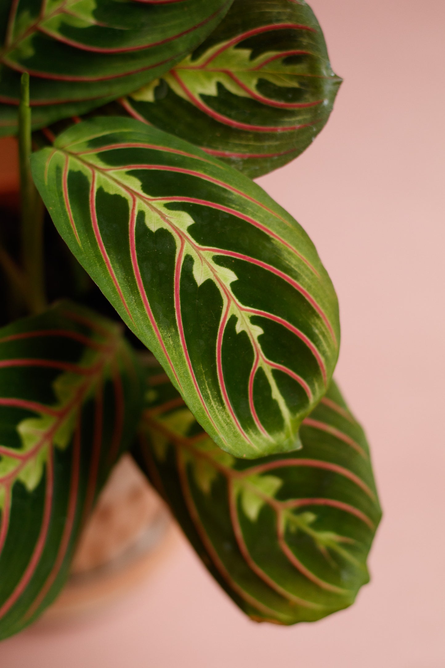 Maranta Leuconeura