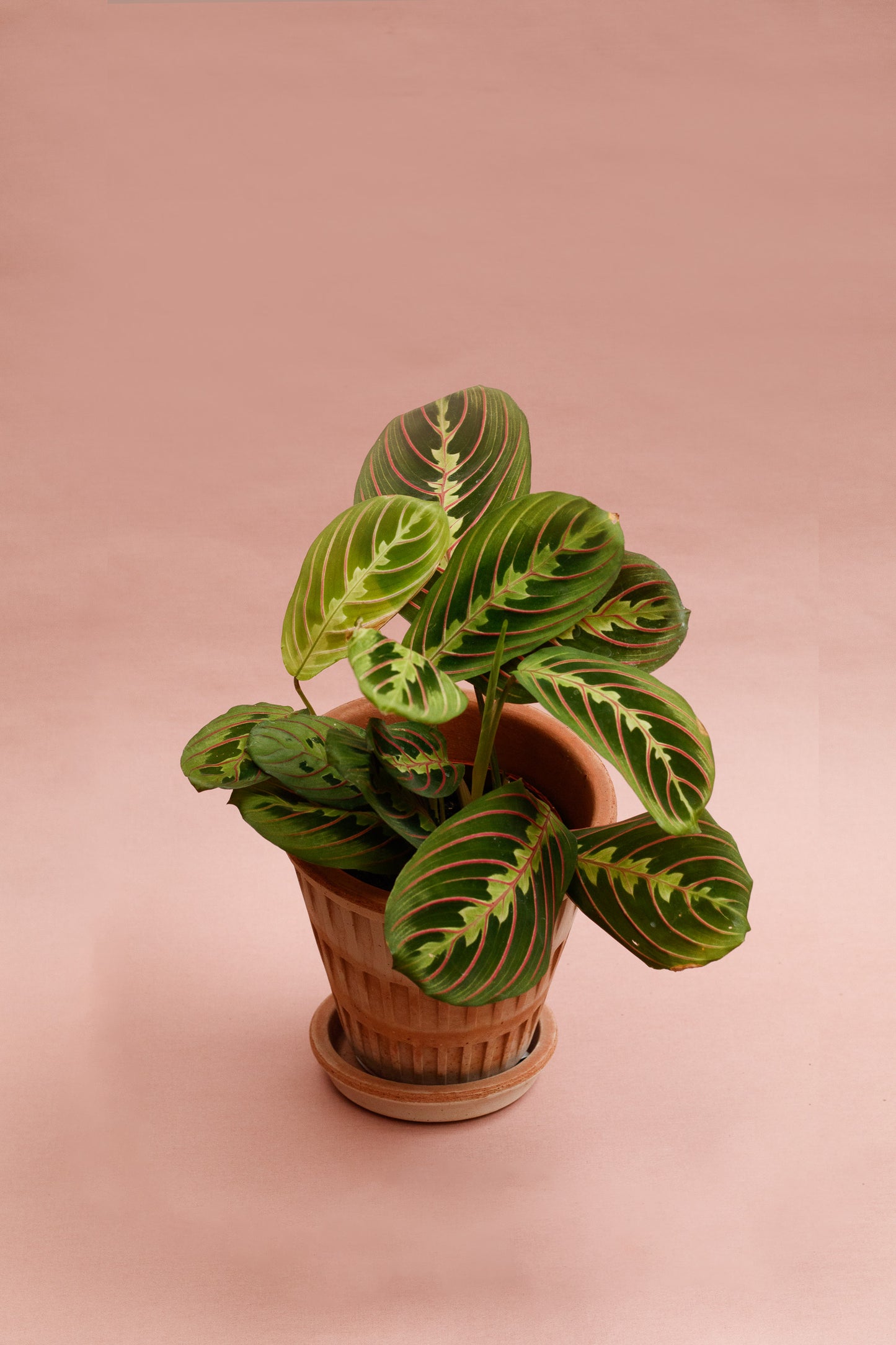 Maranta Leuconeura