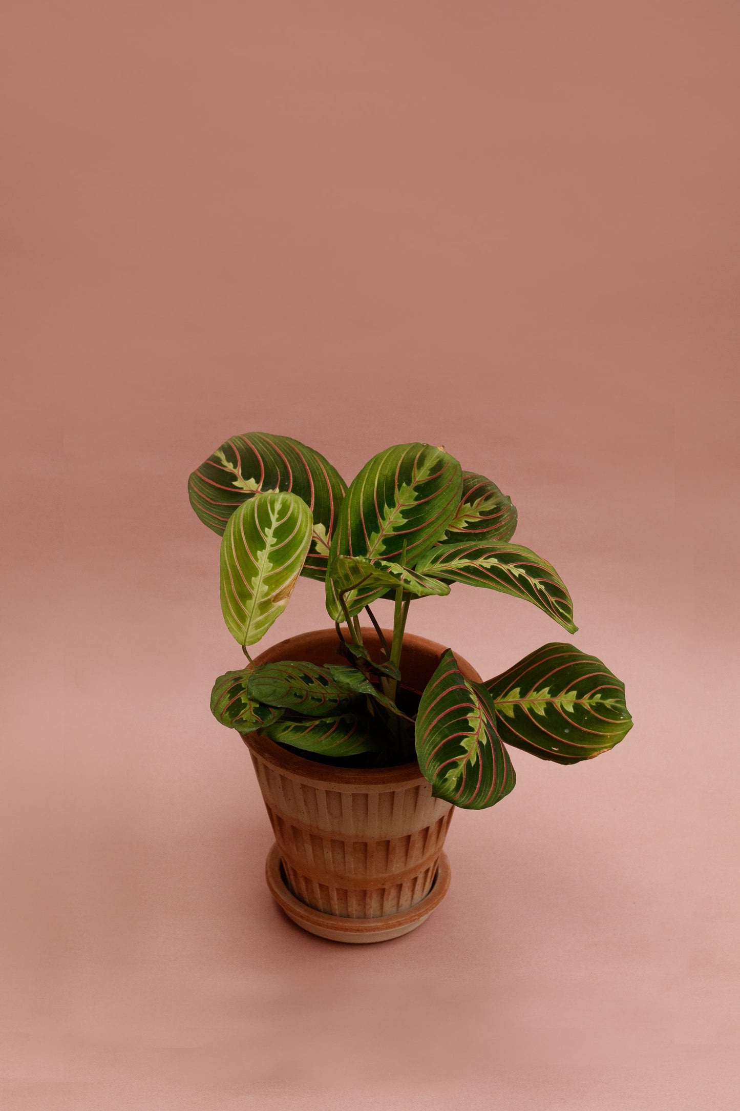 Maranta Leuconeura