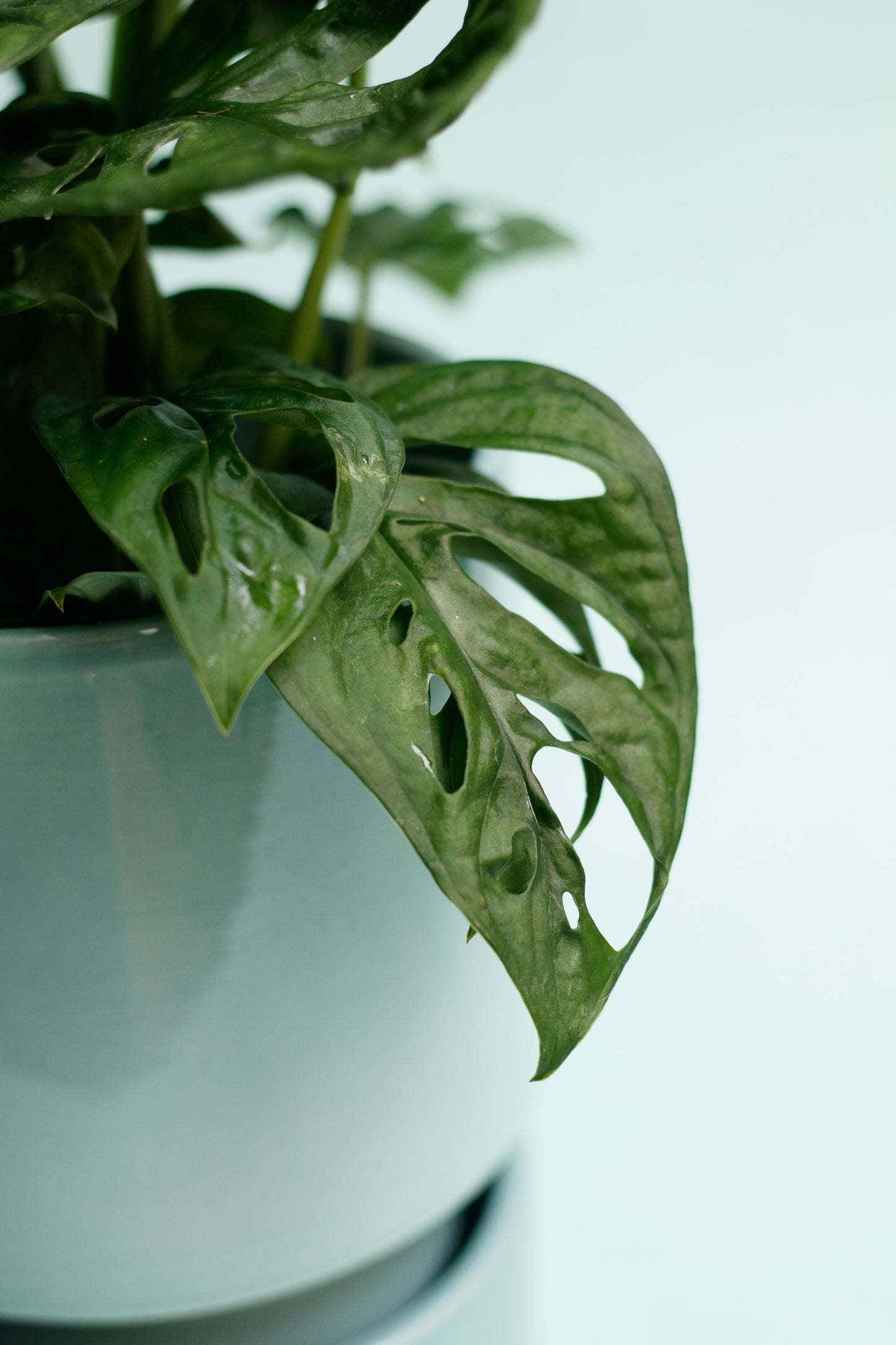 Monstera Adansonii `