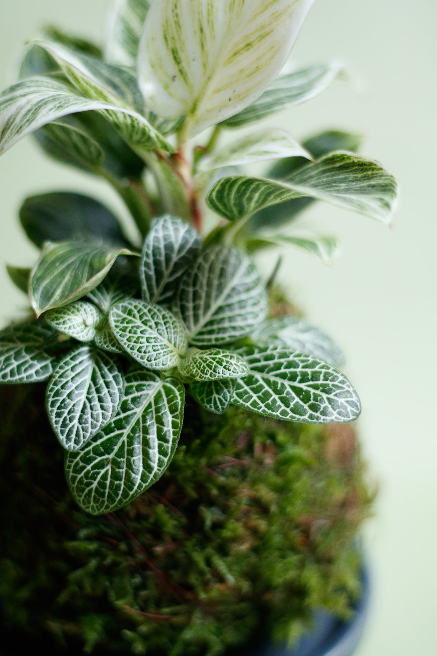 Kokedama - Philodendron White Veins & Fittonia