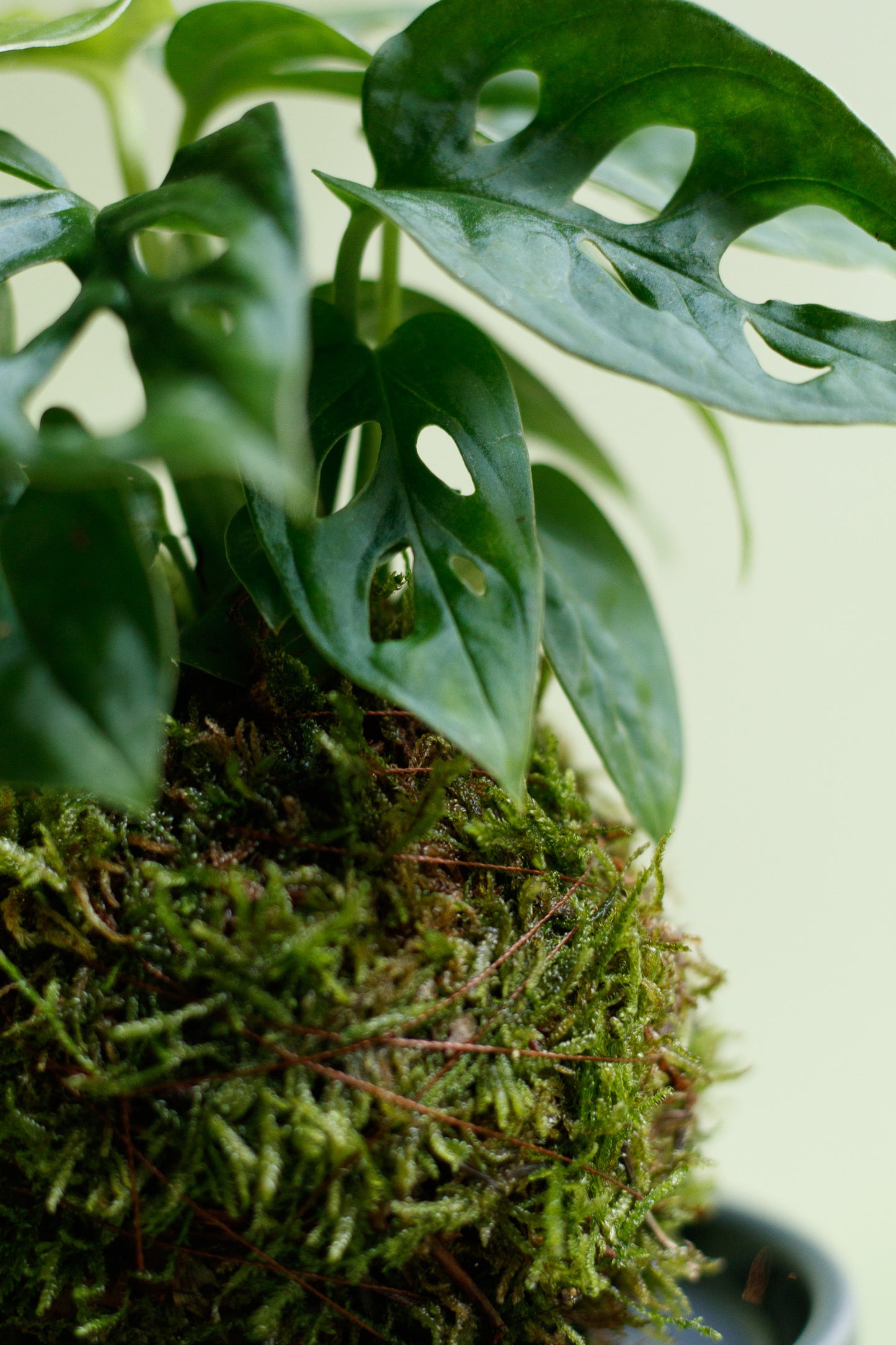 Kokedama - Monstera Monkey Leaf