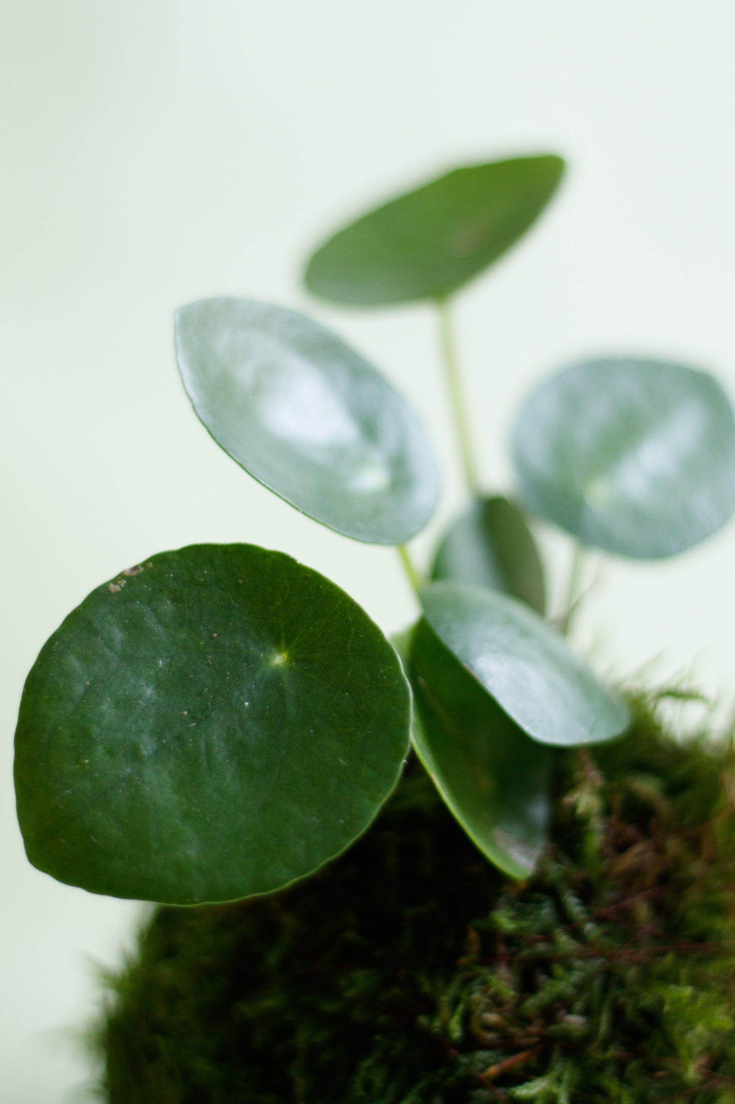 Kokedama - Pilea