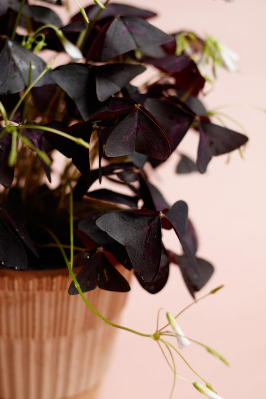 Oxalis triangularis 'Purpur Glücksklee'