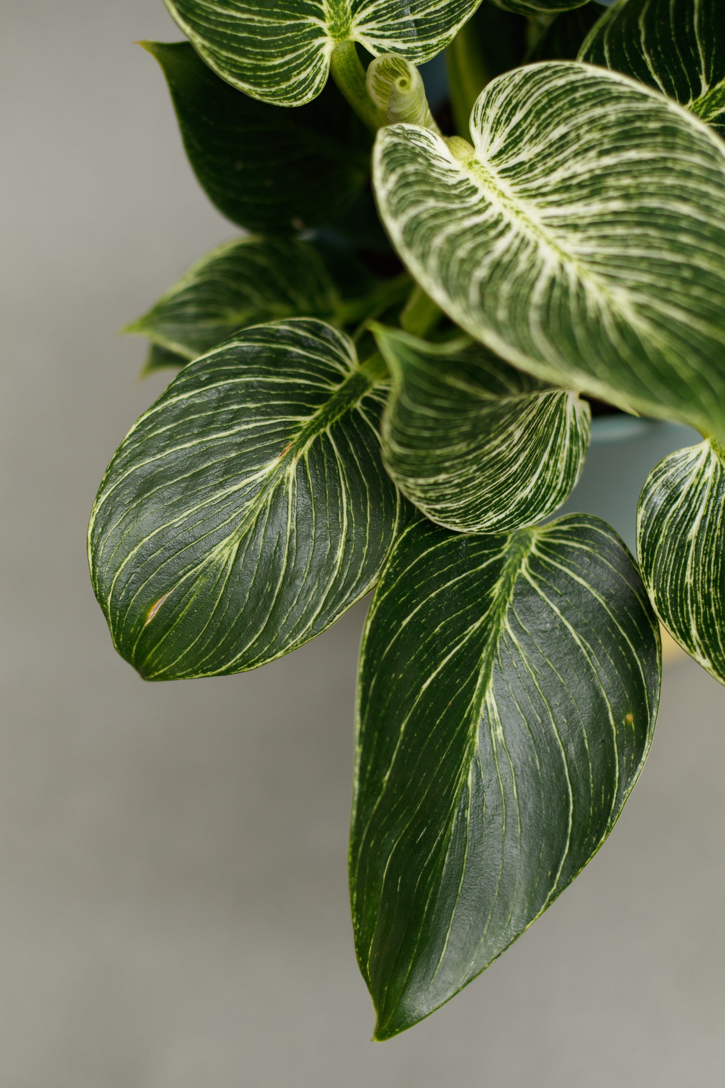 Philodendron 'Birkin'