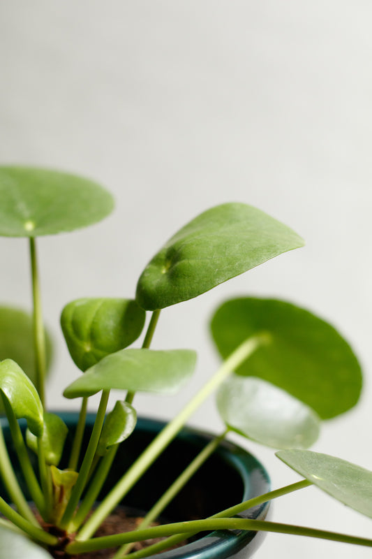 Pilea peperomioides