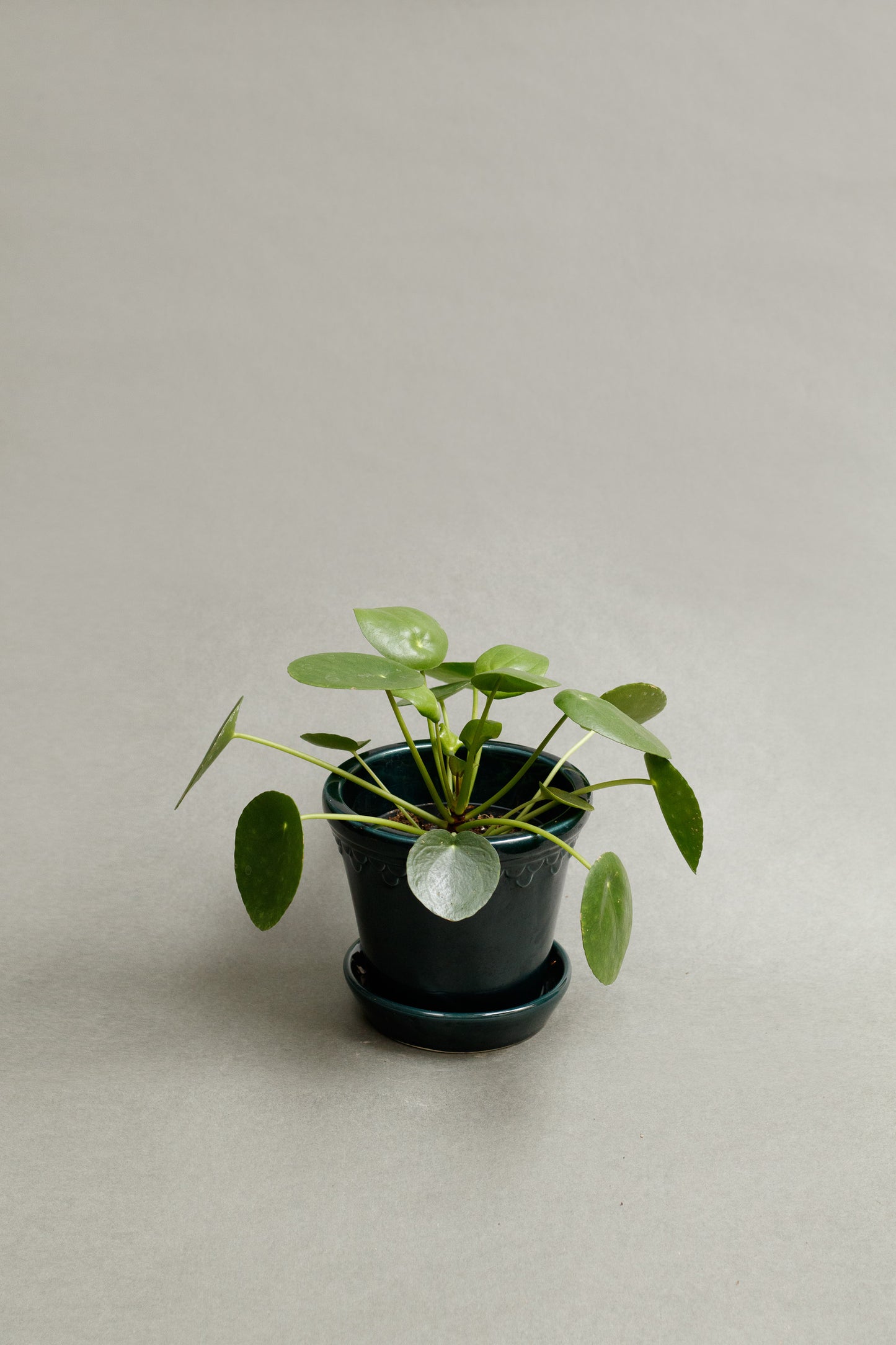 Pilea