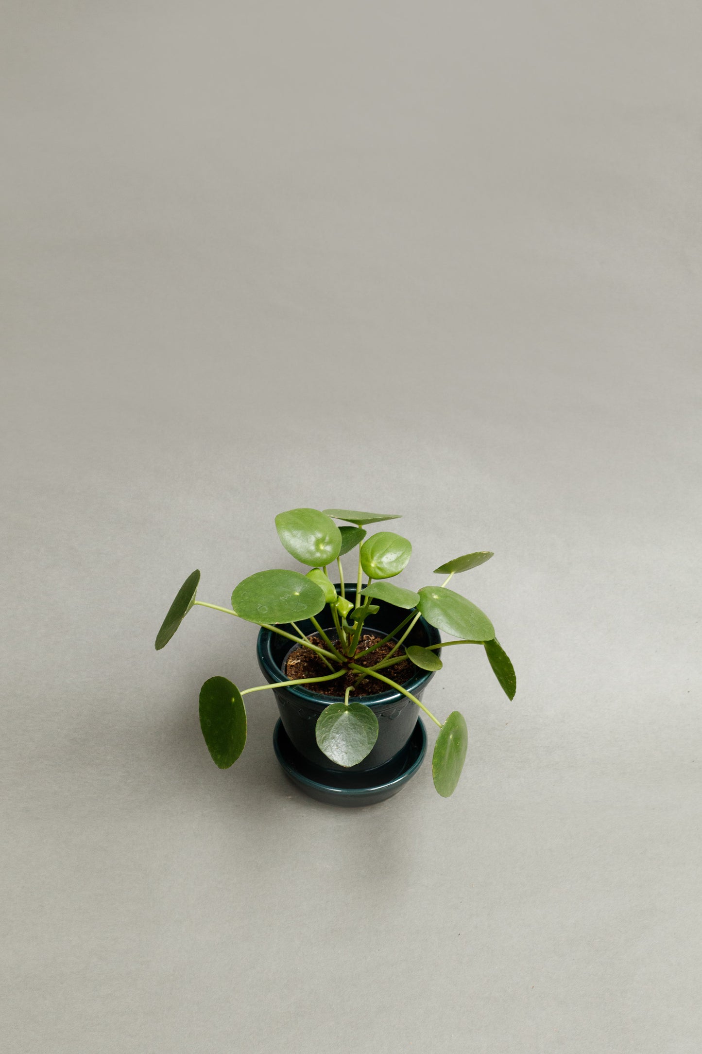 Pilea