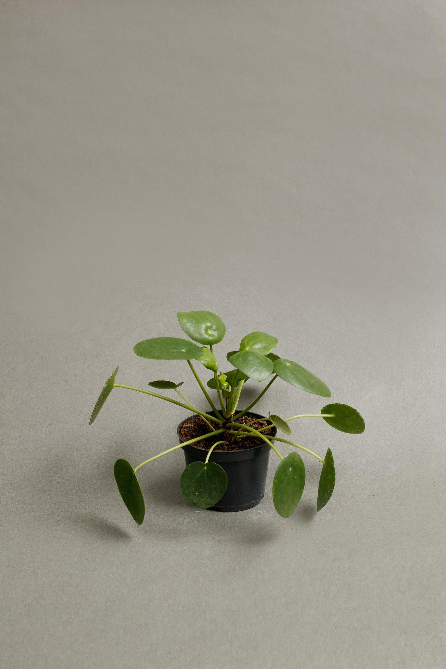 Pilea