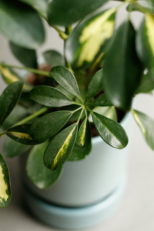 Schefflera arboricola ‘Gold Capella’