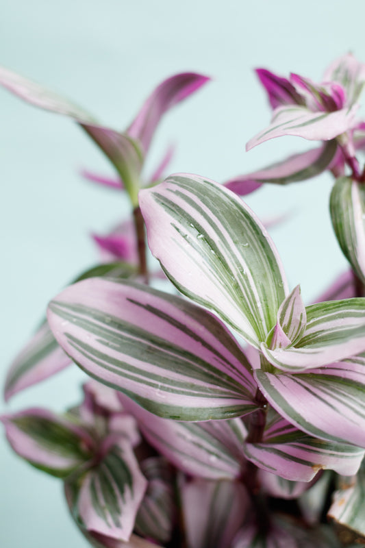 Tradescantia ‘Nanouk’