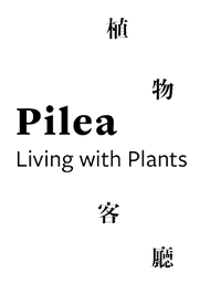 Pilea Living