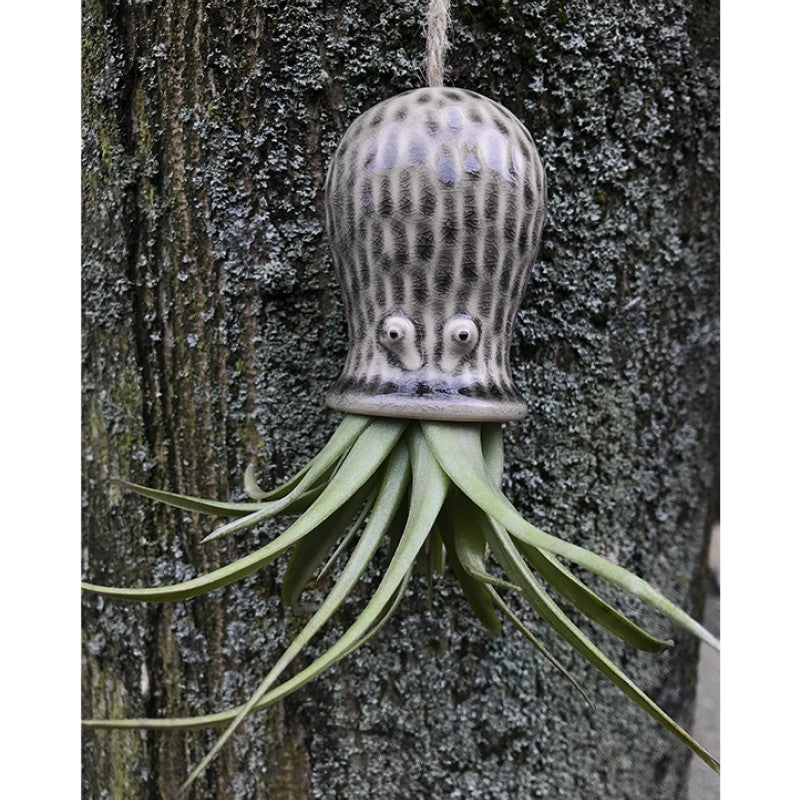 Air Plant Holder RAY