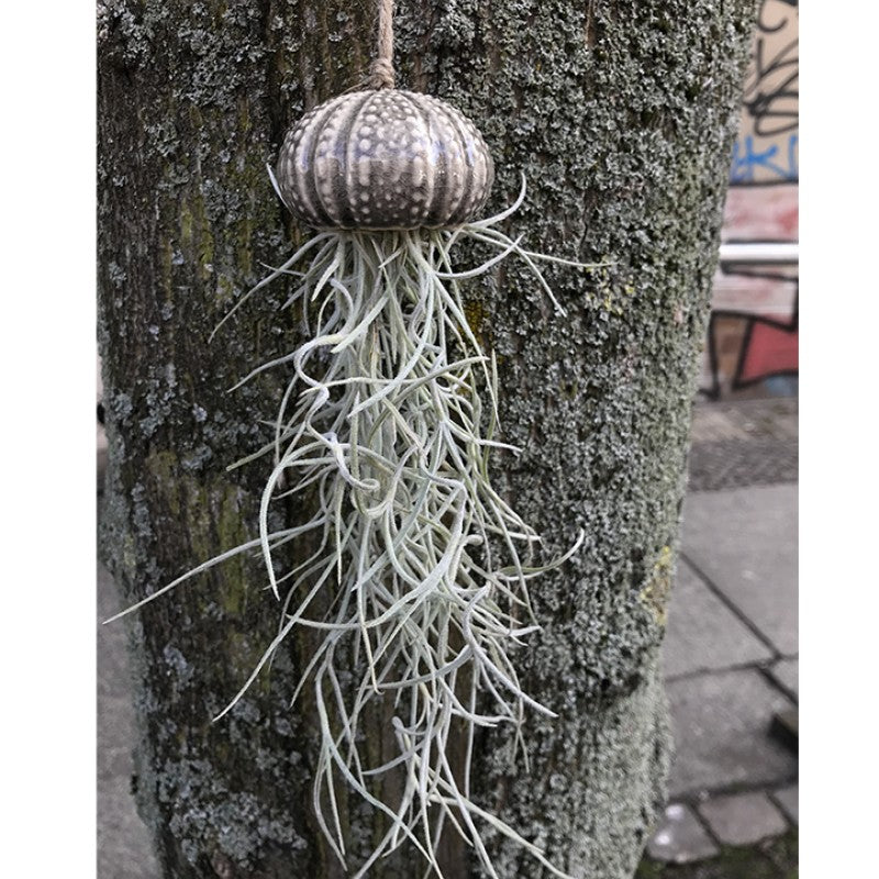 Air Plant Holder KITO